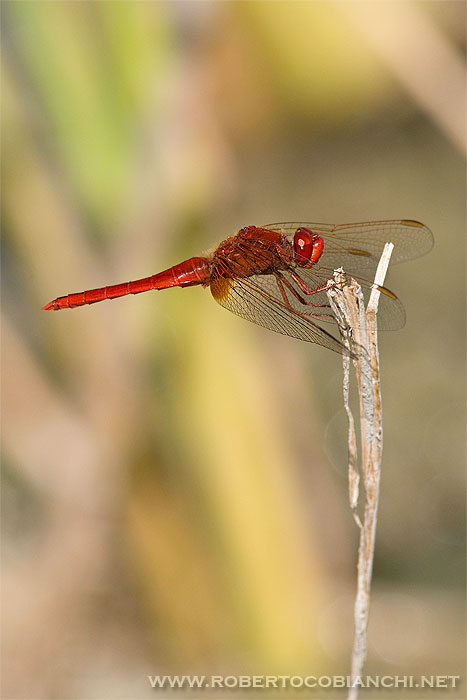 Crocothemis erythraea